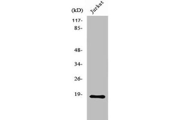 NMS anticorps  (C-Term)