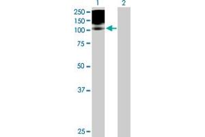 Western Blot analysis of PDGFRB expression in transfected 293T cell line by PDGFRB MaxPab polyclonal antibody.