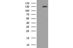 Image no. 2 for anti-Protogenin (PRTG) antibody (ABIN2729826)