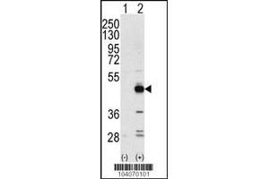Image no. 2 for anti-Tribbles Homolog 3 (Drosophila) (TRIB3) (AA 15-45), (N-Term) antibody (ABIN392789)
