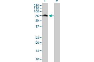 Image no. 1 for anti-Glycogenin 2 (GYG2) (AA 1-470) antibody (ABIN522395)