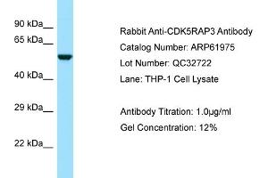 Image no. 1 for anti-CDK5 Regulatory Subunit Associated Protein 3 (CDK5RAP3) (N-Term) antibody (ABIN2788970)