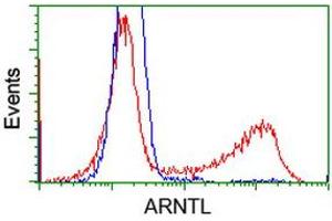 Image no. 1 for anti-Aryl Hydrocarbon Receptor Nuclear Translocator-Like (ARNTL) antibody (ABIN2716387)