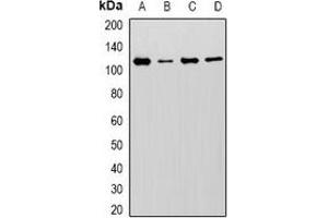 Image no. 3 for anti-Minichromosome Maintenance Complex Component 6 (MCM6) antibody (ABIN3198195)