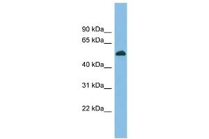 Image no. 1 for anti-CUGBP, Elav-Like Family Member 5 (CELF5) (Middle Region) antibody (ABIN2776548)