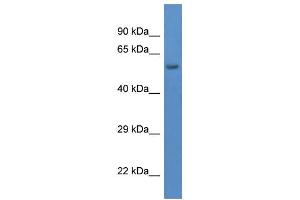 Image no. 1 for anti-Dpy-19-Like 1 (C. Elegans) (DPY19L1) (C-Term) antibody (ABIN2773826)