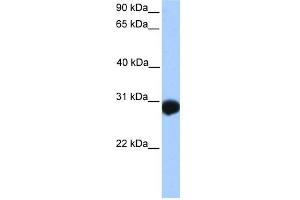 Image no. 1 for anti-SLAM Family Member 6 (SLAMF6) (N-Term) antibody (ABIN635797)