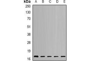 Image no. 2 for anti-Nudix (Nucleoside Diphosphate Linked Moiety X)-Type Motif 2 (NUDT2) antibody (ABIN2966854)
