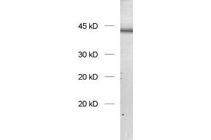 Image no. 1 for anti-Endophilin-A1 (SH3G2) (AA 256-276) antibody (ABIN1742336)
