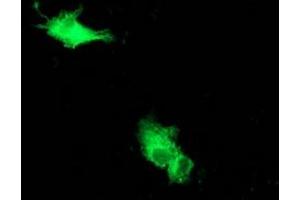 Image no. 1 for anti-Beclin 1, Autophagy Related (BECN1) antibody (ABIN1496868)