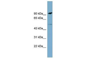 MARCO antibody  (N-Term)