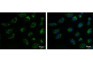 ICC/IF Image TIM17 antibody detects TIM17 protein at mitochondria by immunofluorescent analysis.