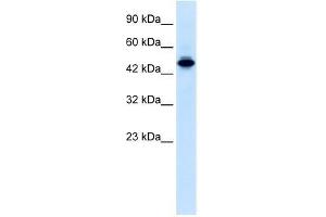 Image no. 3 for anti-E74-Like Factor 2 (Ets Domain Transcription Factor) (ELF2) (N-Term) antibody (ABIN1107084)