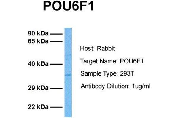 anti-POU Class 6 Homeobox 1 (POU6F1) (Middle Region) antibody