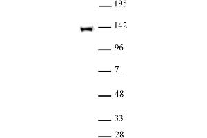 Image no. 1 for anti-Tripartite Motif Containing 24 (TRIM24) (C-Term) antibody (ABIN6972884)