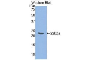Image no. 1 for anti-Tumor Necrosis Factor (Ligand) Superfamily, Member 14 (TNFSF14) (AA 58-239) antibody (ABIN1860807)