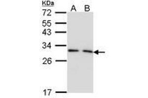 Image no. 1 for anti-14-3-3 gamma (YWHAG1) (AA 1-189) antibody (ABIN467598)