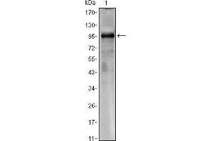 Image no. 2 for anti-CREB Regulated Transcription Coactivator 1 (CRTC1) antibody (ABIN969066)