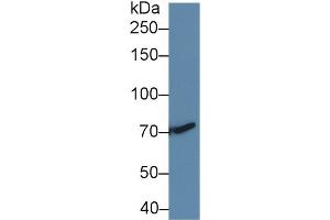 Image no. 2 for anti-Transforming Growth Factor, beta Receptor III (TGFBR3) (AA 210-465) antibody (ABIN1860735)