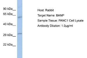 Image no. 1 for anti-Protein BANP (BANP) (N-Term) antibody (ABIN2775993)