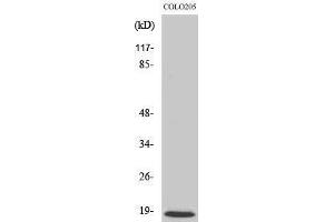 anti-Mitochondrial Ribosomal Protein L50 (MRPL50) (C-Term) antibody