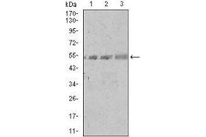 Image no. 5 for anti-Spi-B Transcription Factor (Spi-1/PU.1 Related) (SPIB) (AA 200-252) antibody (ABIN1098113)