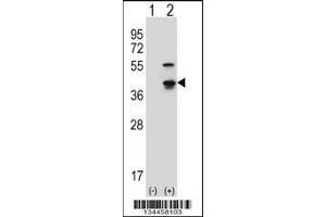 Image no. 2 for anti-Cyclin-Dependent Kinase 3 (CDK3) (AA 249-277), (C-Term) antibody (ABIN657724)