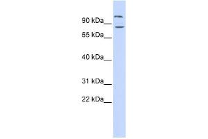 Image no. 1 for anti-Diacylglycerol Lipase, beta (DAGLB) (Middle Region) antibody (ABIN2786205)