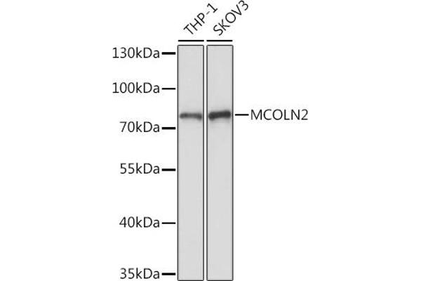 Mucolipin 2 (MCOLN2) antibody