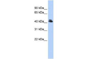Image no. 1 for anti-F-Box Protein 4 (FBXO4) (Middle Region) antibody (ABIN2774698)