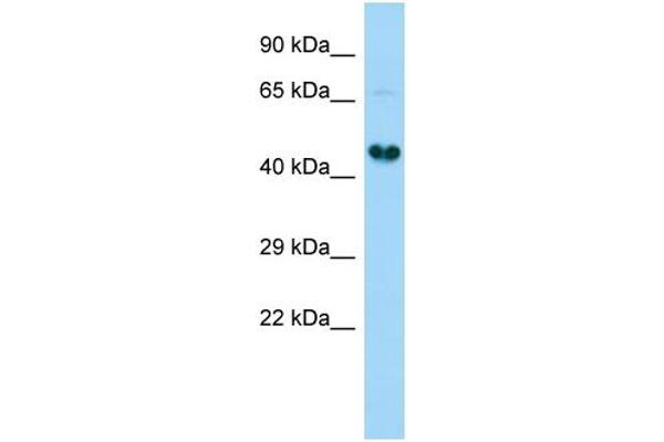 anti-Ganglioside-Induced Differentiation-Associated Protein 1-Like 1 (GDAP1L1) (C-Term) antibody