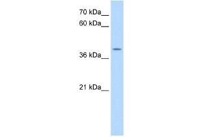Image no. 1 for anti-Apolipoprotein B mRNA Editing Enzyme, Catalytic Polypeptide-Like 3B (APOBEC3B) (N-Term) antibody (ABIN2782492)
