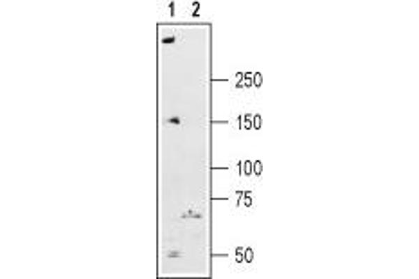 anti-Ryanodine Receptor 2 (Cardiac) (RYR2) (AA 1489-1502), (Intracellular), (N-Term) antibody