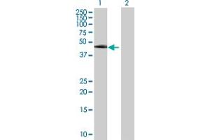Western Blot analysis of TEKT1 expression in transfected 293T cell line by TEKT1 MaxPab polyclonal antibody.