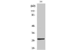 Image no. 1 for anti-Mitochondrial Ribosomal Protein L16 (MRPL16) (C-Term) antibody (ABIN3185646)