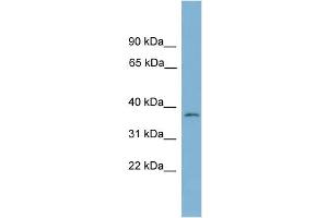 Image no. 1 for anti-Nucleotide Binding Protein 1 (NUBP1) (Middle Region) antibody (ABIN2786659)