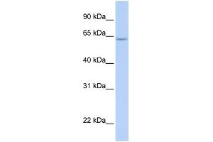 Image no. 1 for anti-AT Rich Interactive Domain 5A (MRF1-Like) (ARID5A) (N-Term) antibody (ABIN2784380)