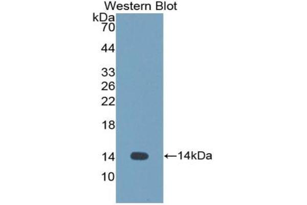CSTL1 antibody  (AA 21-114)
