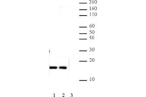 Image no. 4 for anti-H2A Histone Family, Member Z (H2AFZ) (C-Term) antibody (ABIN6971770)