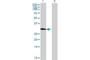 Western Blot analysis of EFHD1 expression in transfected 293T cell line by EFHD1 MaxPab polyclonal antibody.