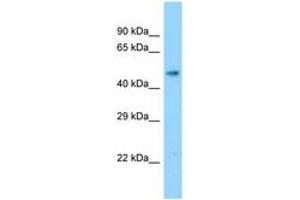 Image no. 1 for anti-Solute Carrier Family 17 (Anion/Sugar Transporter), Member 2 (SLC17A2) (AA 281-330) antibody (ABIN6748323)
