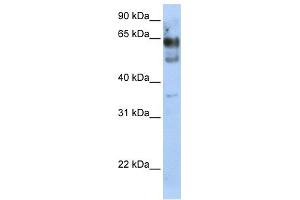 Image no. 1 for anti-Zinc Finger Protein 564 (ZNF564) (N-Term) antibody (ABIN2775070)