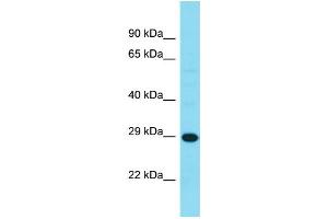 Image no. 1 for anti-Haloacid Dehalogenase-Like Hydrolase Domain Containing 3 (HDHD3) (C-Term) antibody (ABIN2791573)