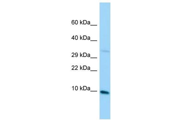 MRPL36 antibody  (C-Term)