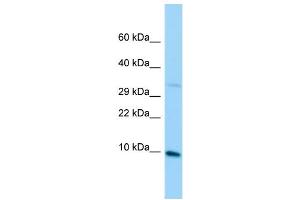 anti-Mitochondrial Ribosomal Protein L36 (MRPL36) (C-Term) antibody