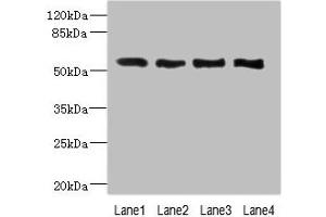 VANGL2 Antikörper  (AA 1-110)