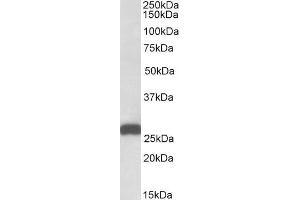 Image no. 1 for anti-Electron-Transfer-Flavoprotein, beta Polypeptide (ETFB) (AA 231-243) antibody (ABIN571193)