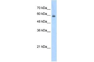Image no. 1 for anti-Eukaryotic Translation Initiation Factor 4 gamma 3 (EIF4G3) (N-Term) antibody (ABIN633444)