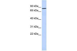 Image no. 1 for anti-POU Class 6 Homeobox 2 (POU6F2) (N-Term) antibody (ABIN2777343)