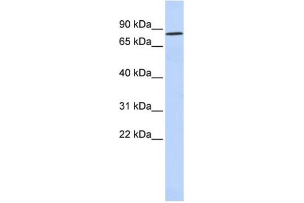anti-POU Class 6 Homeobox 2 (POU6F2) (N-Term) antibody